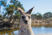 澳大利亚代购必买清单：从保健品到奢侈品全攻略