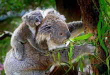 想飞上蓝天？揭秘澳大利亚空姐的8大硬性要求和3个加分项