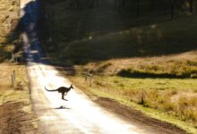 飞越半个地球：英国至澳大利亚航班时间、航线选择与旅行攻略全解析